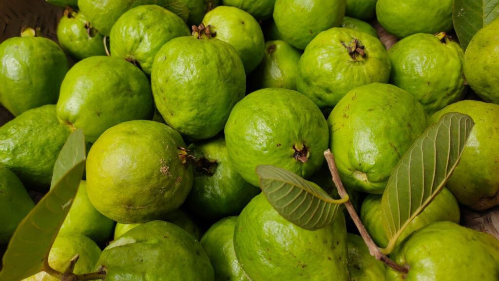 Health Benefits of Guava for Dogs