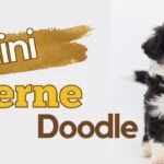 Mini Bernedoodle: The Ultimate Guide to This Adorable Breed