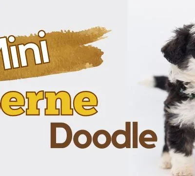 Mini Bernedoodle: The Ultimate Guide to This Adorable Breed