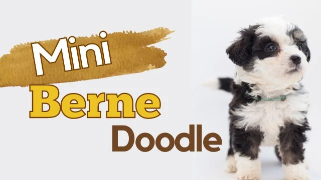 Mini Bernedoodle: The Ultimate Guide to This Adorable Breed