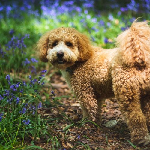 Cavapoo Personality & Health: Complete Care Guide