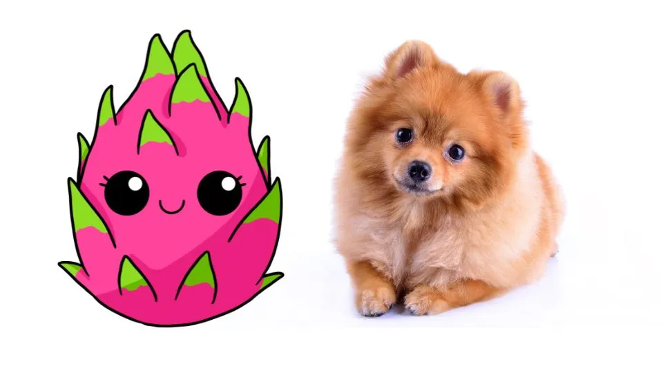 A small dog sits beside a vibrant pink dragon fruit, showcasing a colorful contrast in a playful setting.