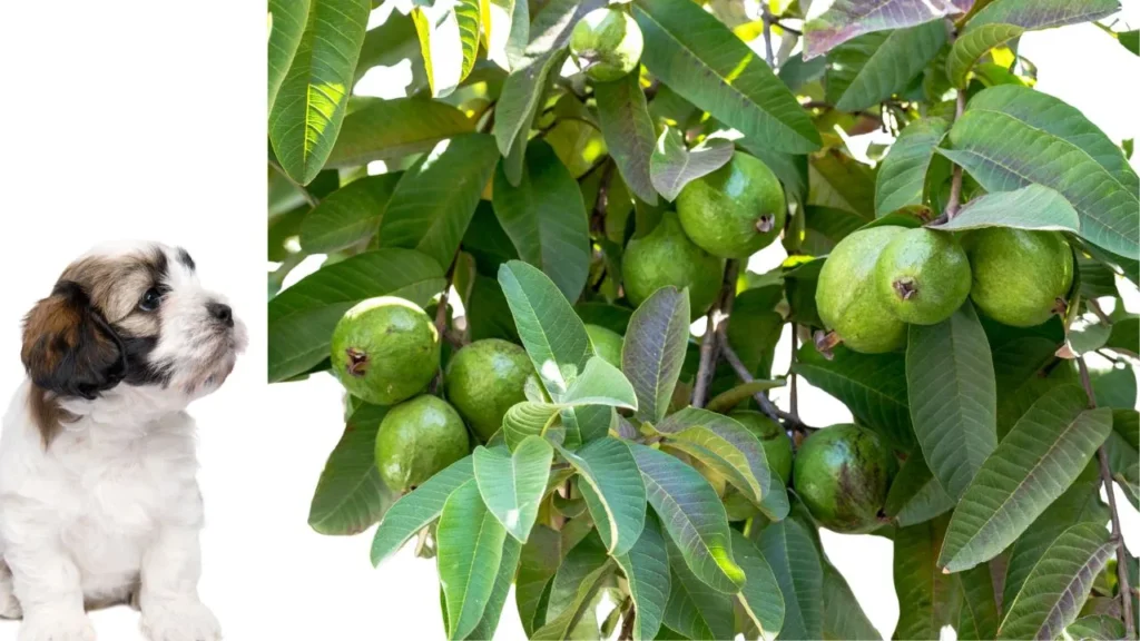 A dog stands beside a tree laden with green fruit, showcasing a serene outdoor scene.