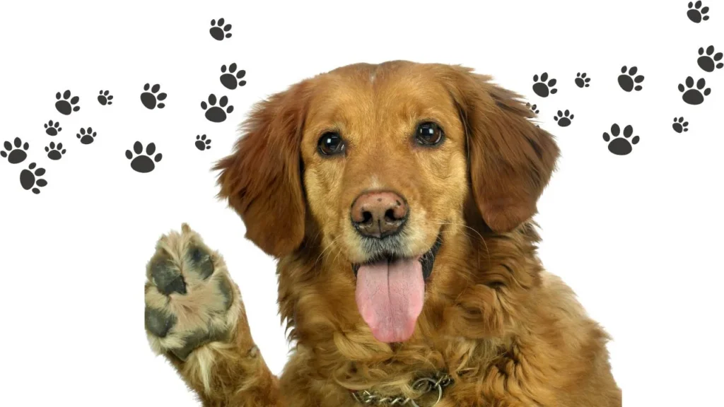 A dog playfully waves its paw against a clean white background, showcasing its friendly demeanor.