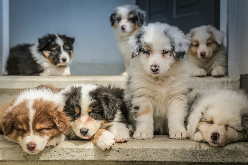 miniture bernedoodle