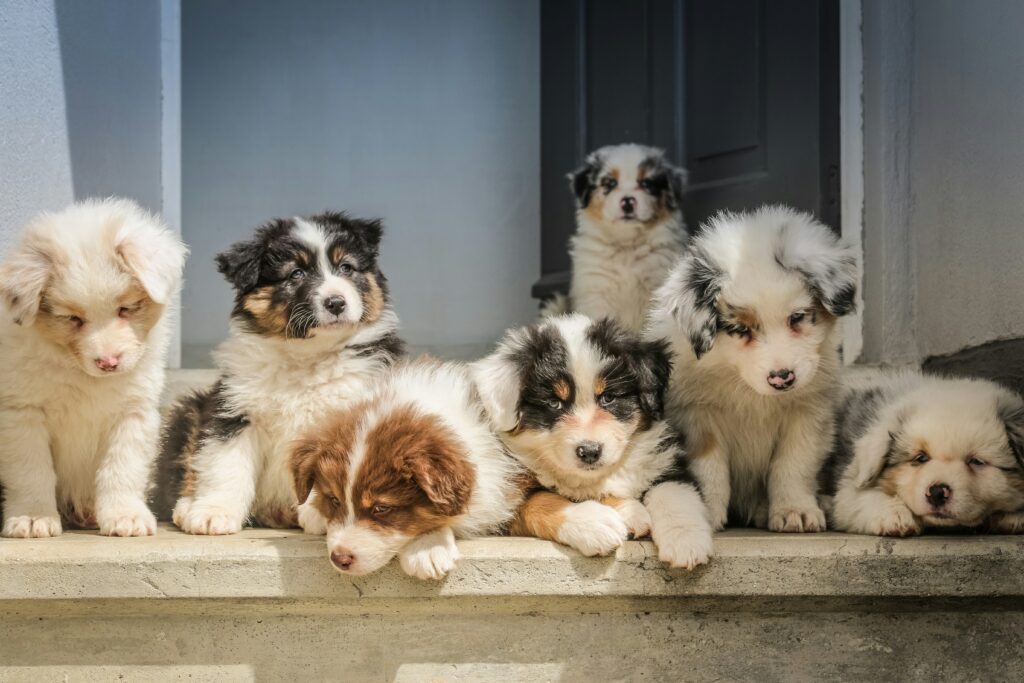 bernedoodle mini