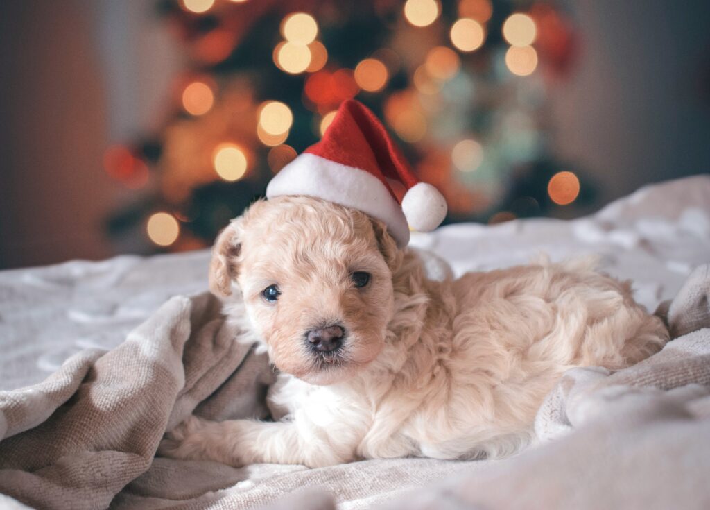 mini bernedoodle puppy