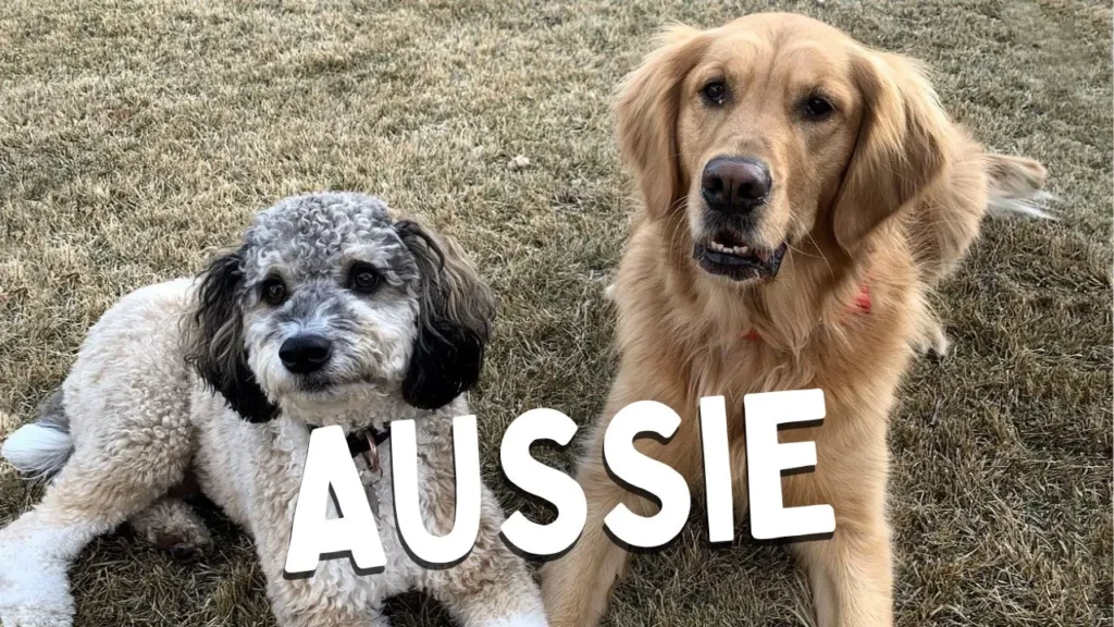 Ausssiedoodle