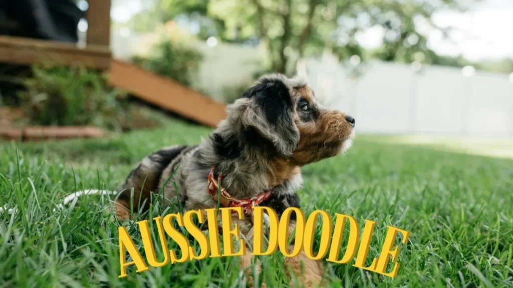 aussiedoodle