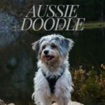 Aussiedoodle Dog Breed Info, Facts & Health Care