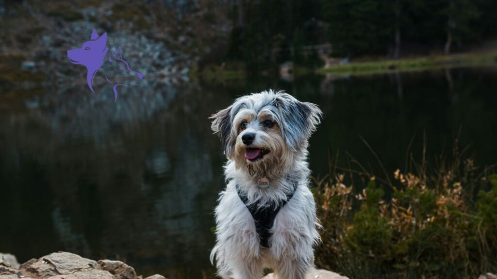 Caring for an Aussiedoodle