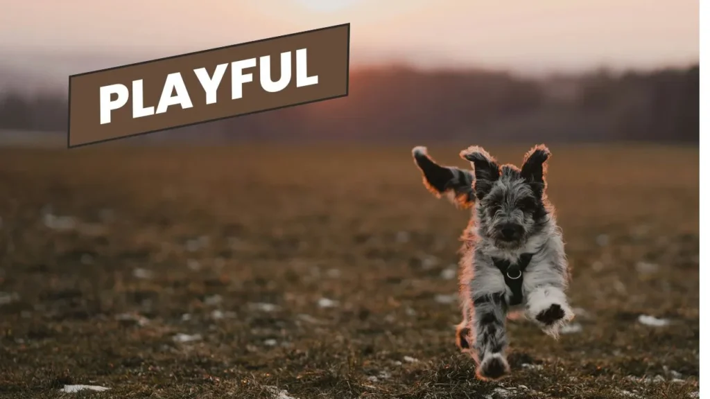  The Bouncy Nature and Playfulness of Aussiepoos