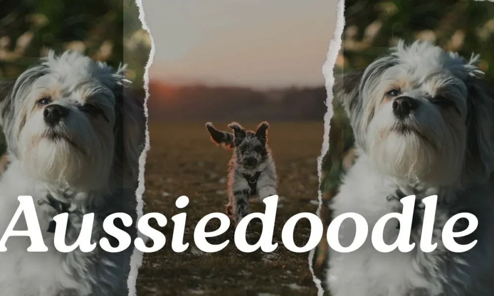 Reasons to Love Your Aussiedoodle: Things Only Aussiedoodle People Understand!