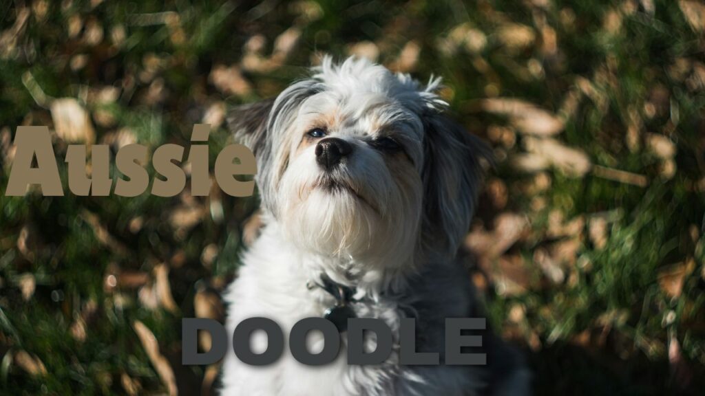 aussiedoodle care