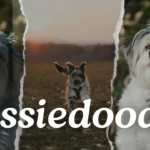 Reasons to Love Your Aussiedoodle: Things Only Aussiedoodle People Understand!