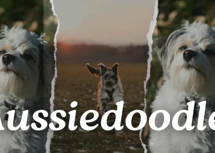 Reasons to Love Your Aussiedoodle: Things Only Aussiedoodle People Understand!