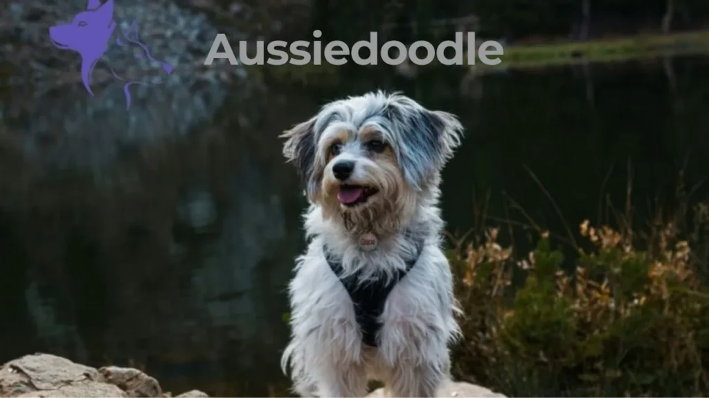 Australian Shepherd in Australia, showcasing its playful and friendly demeanor.