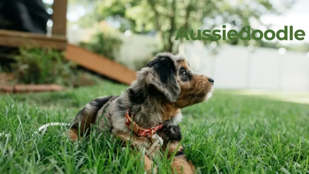 A selection of charming Australian Shepherd puppies, highlighting their energetic personalities and striking features.