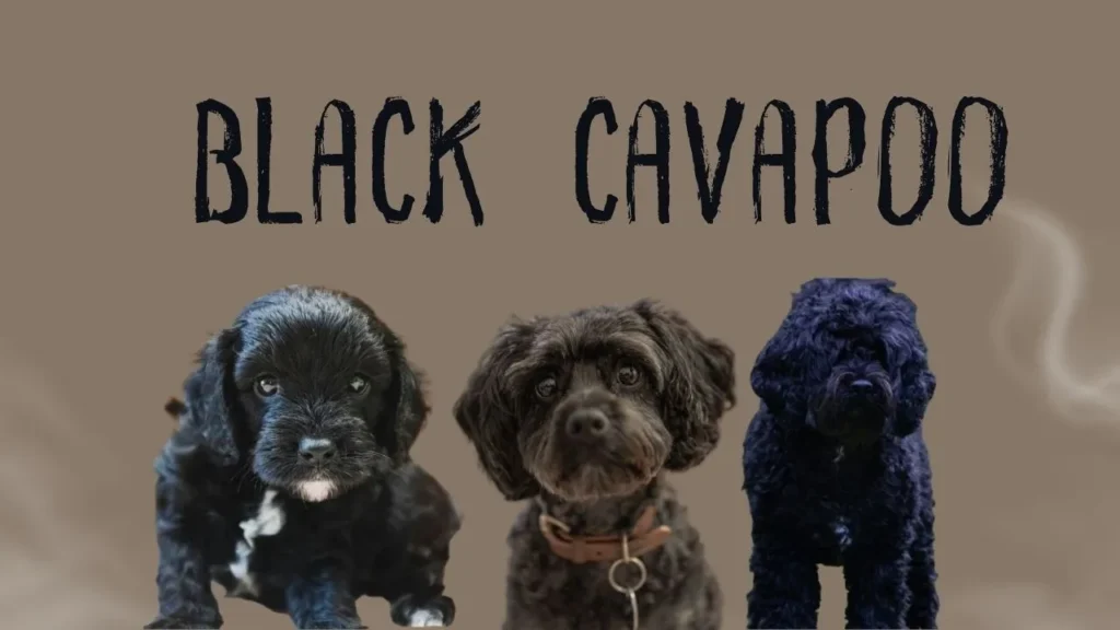 Adorable black cavapoo puppies available for sale, showcasing their playful and friendly nature.