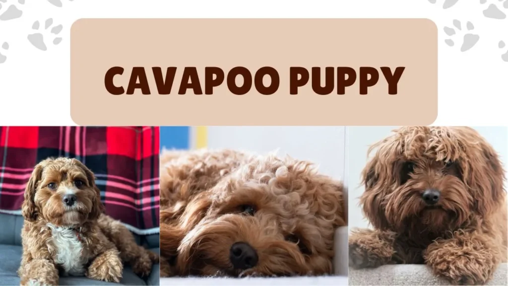 A guide to caring for a cavapoo puppy, featuring essential tips for grooming, training, and health maintenance.