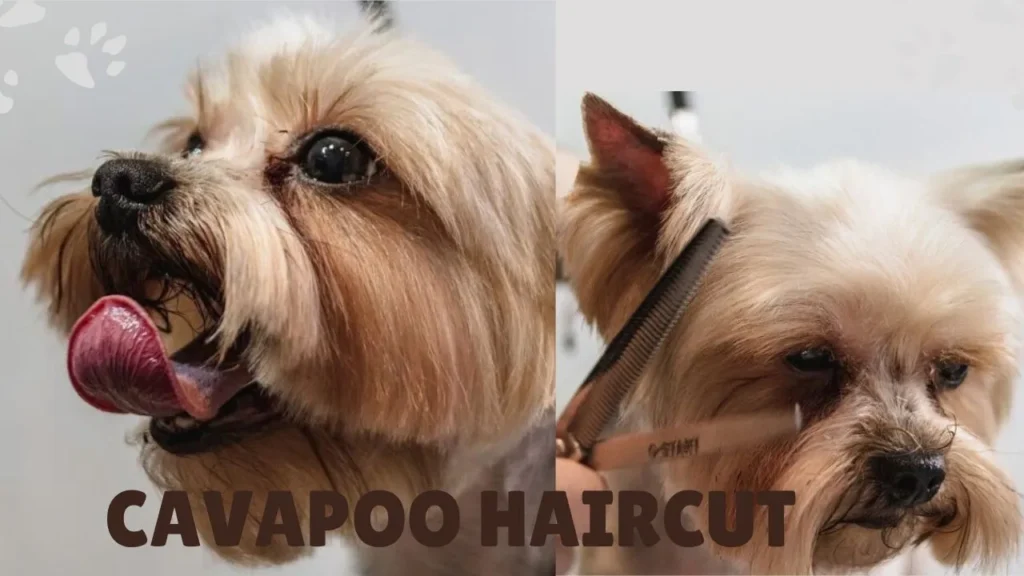 A freshly groomed cavapoo showcasing a stylish haircut, highlighting its soft, curly fur and playful expression.