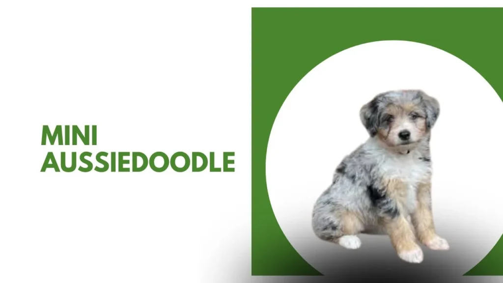 A small dog on a green background, featuring the text "mini australian doodle" above it.