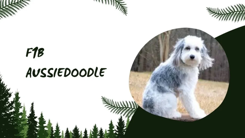 A dog sitting on a bench with the text "fb aussiedoodle" displayed prominently above it.