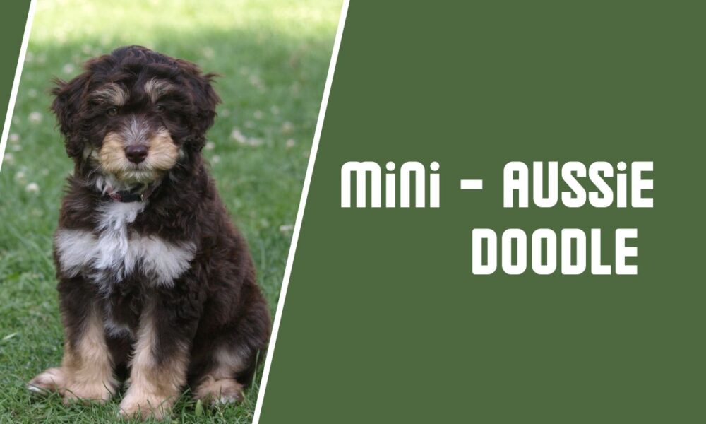 Mini Aussiedoodle Dog Breed Care | Info | Guide