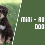 Mini Aussiedoodle Dog Breed Care | Info | Guide