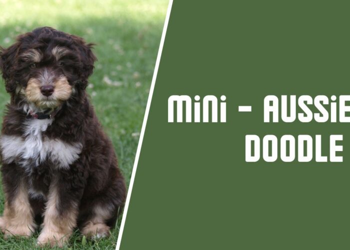 Mini Aussiedoodle Dog Breed Care | Info | Guide