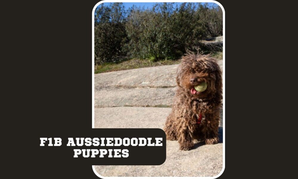 F1B Aussiedoodle Puppies | Case Study | Care