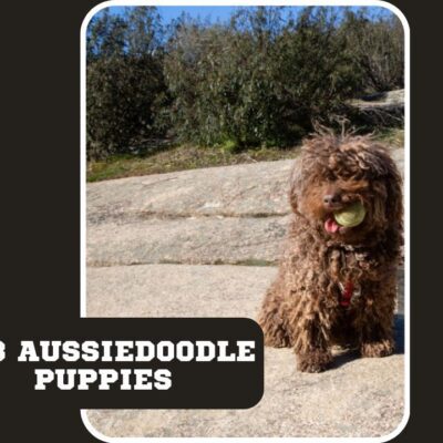 F1B Aussiedoodle Puppies | Case Study | Care