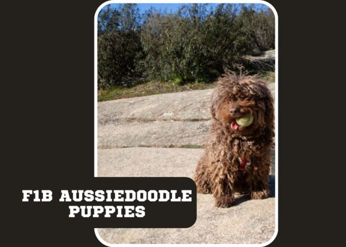 F1B Aussiedoodle Puppies | Case Study | Care