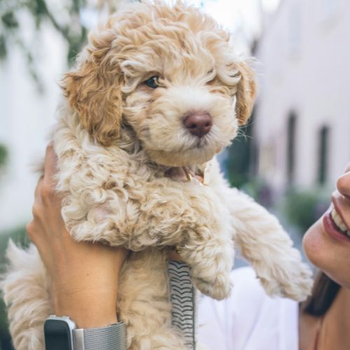 Cavapoo Pictures That Will Make You Smile Instantly