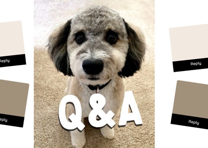 Essential Questions About AussieDoodles for Future Pet Owners