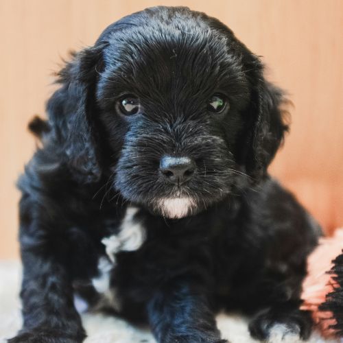 black cavapoo