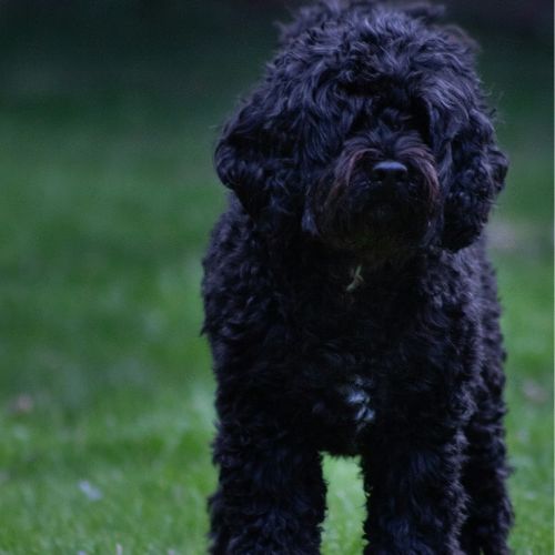 black cavapoo