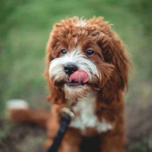 cavapoo