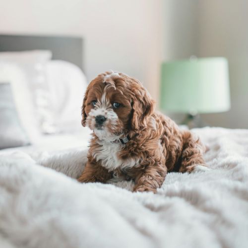 mini cavapoo