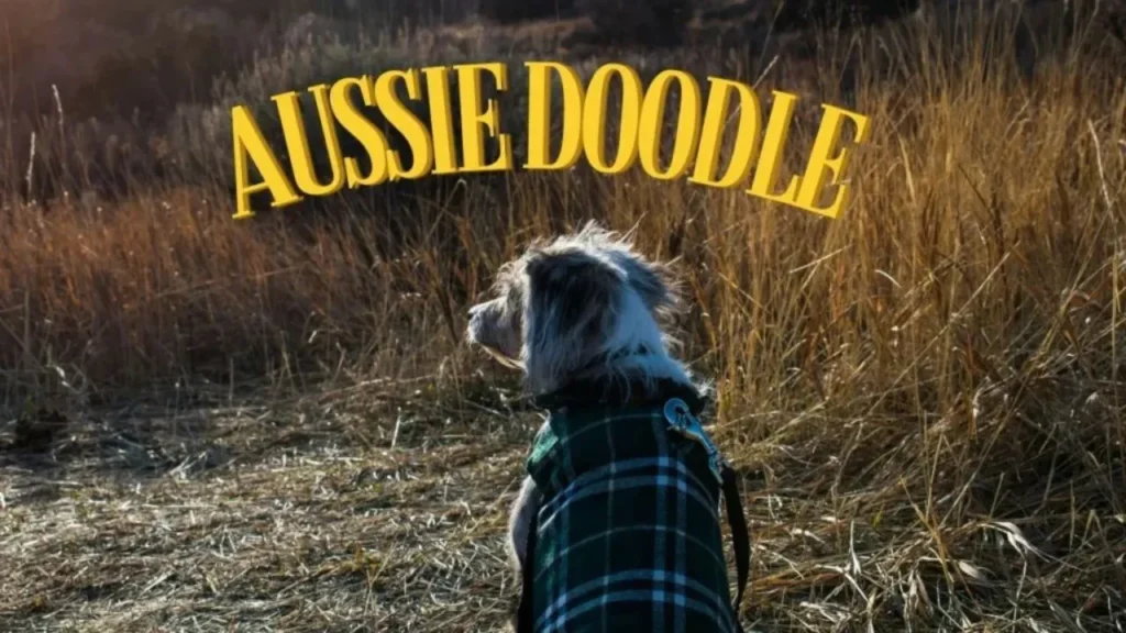 Australian Doodle, a friendly and intelligent dog breed, showcasing its curly coat and playful demeanor in a vibrant setting.