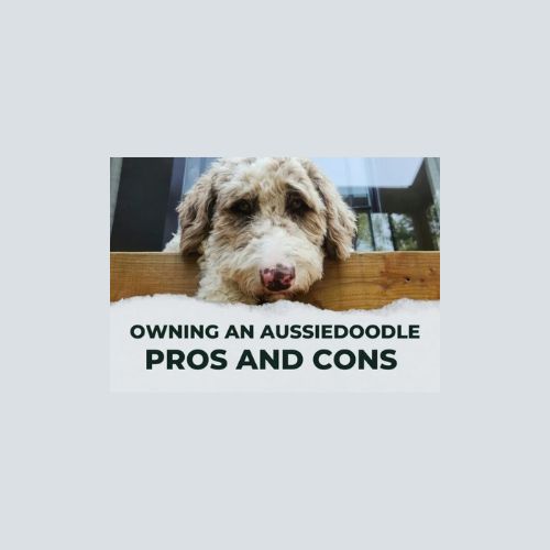 A balanced view of owning an Aussie Doodle, highlighting both the advantages and disadvantages of this breed.