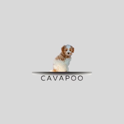 Logo design featuring a playful cavapoo puppy, showcasing its adorable features and friendly demeanor.