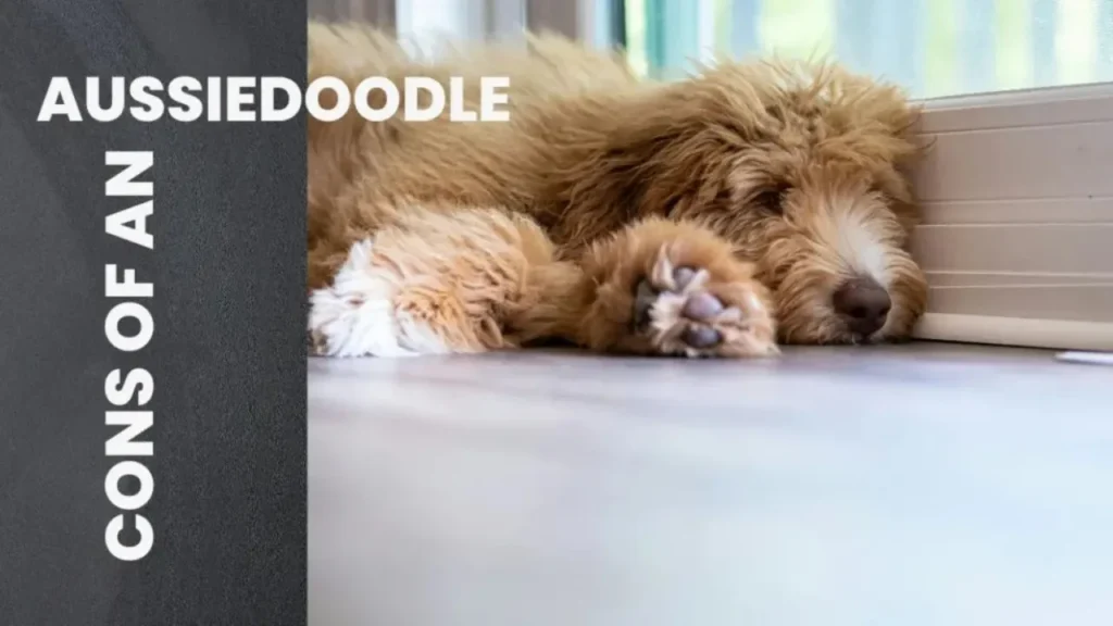 A visual comparison of the pros and cons of owning an Aussiedoodle, highlighting key traits and considerations.