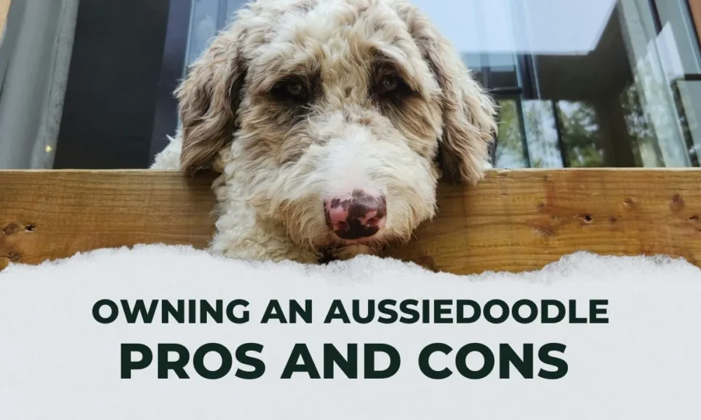 Pros and Cons Of Owning An Aussiedoodle