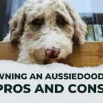 Pros and Cons Of Owning An Aussiedoodle