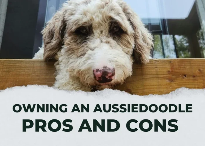 Pros and Cons Of Owning An Aussiedoodle