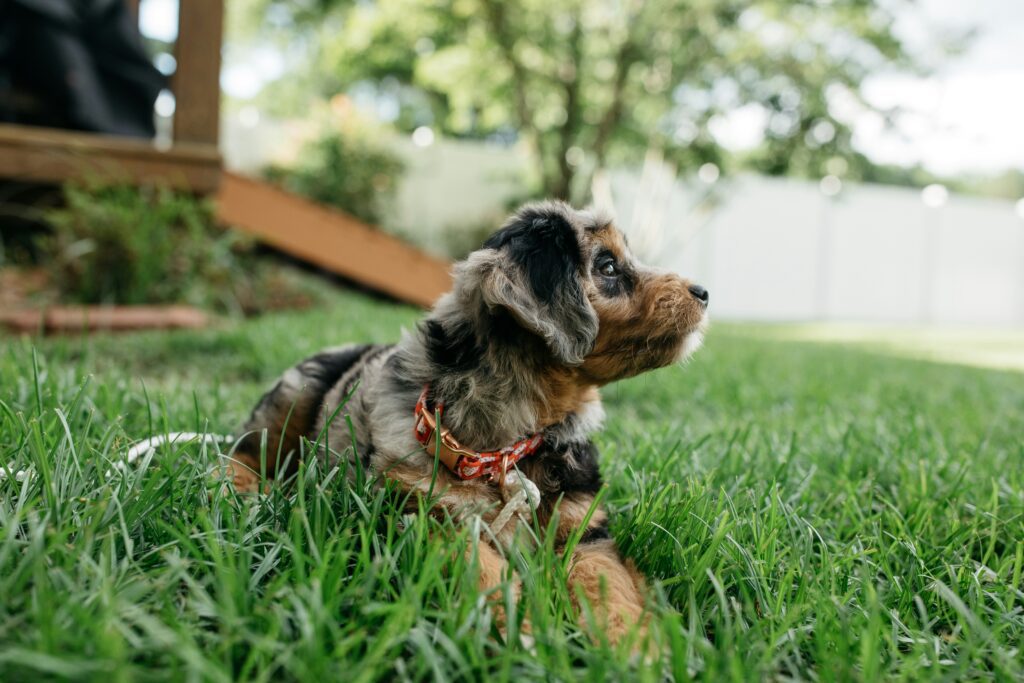 Fun Activities for Aussiedoodles  