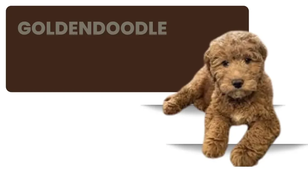 Adorable golden doodle puppies available for sale, showcasing their playful nature and fluffy coats.