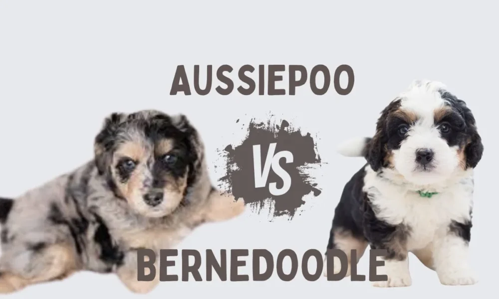 What Size AussieDoodle or BerneDoodle Is Right for You?