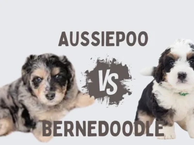 What Size AussieDoodle or BerneDoodle Is Right for You?